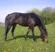 New Forest JOLIE