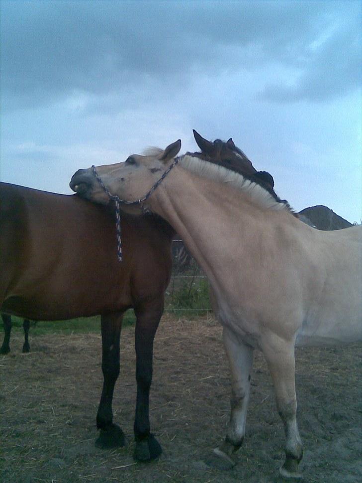 Fjordhest Rune Åby  - billede: 13 billede 13