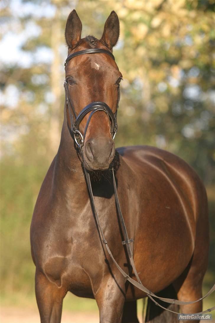 Dansk Varmblod Sun Shine  - Sun SHine :) billede 1