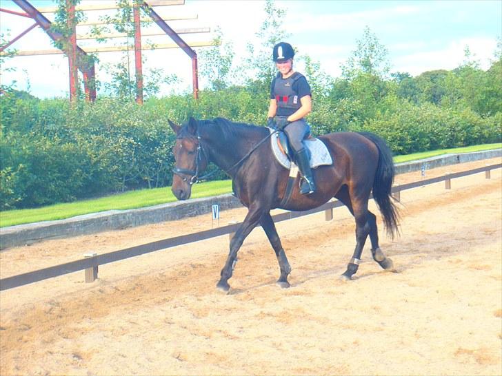 Dansk Varmblod Sun Shine  - efter spring :) billede 2