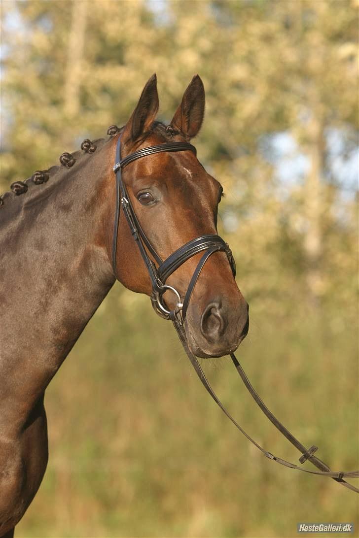 Dansk Varmblod Sun Shine  - smukke hest! billede 3