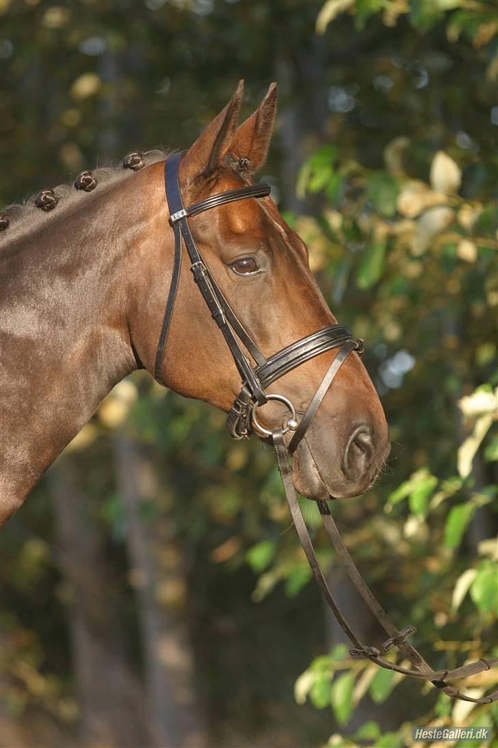 Dansk Varmblod Sun Shine  - smukke hest! billede 4