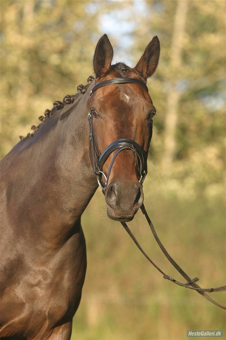 Dansk Varmblod Sun Shine  - smukke hest! billede 5