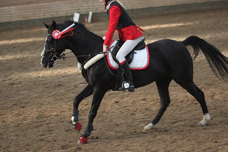 Hollandsk Sportspony Marquerita SOLGT - love you. billede 11