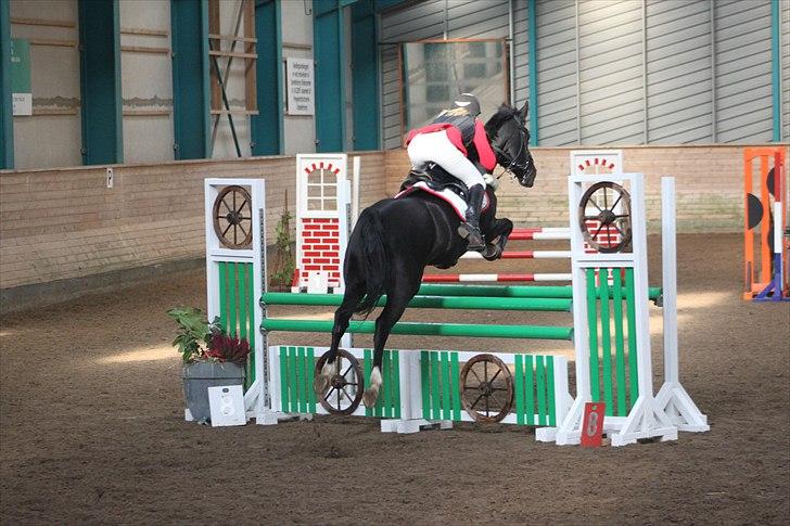Hollandsk Sportspony Marquerita SOLGT - en smuk og dejlig pony! billede 12