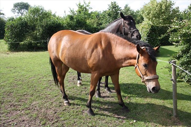 New Forest Vangsgaard's Vanity (Solgt) - Vani hjemme i Varde. billede 10