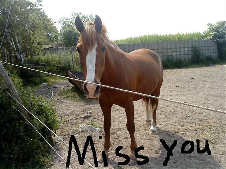 Hollandsk Sportspony Scarlett Angel. billede 15