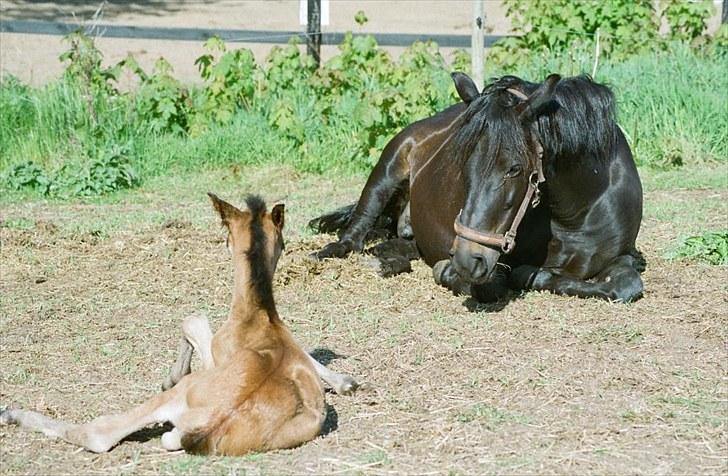 Anden særlig race Cirkeline - Cirkeline og hendes første føl, Cheval. billede 3
