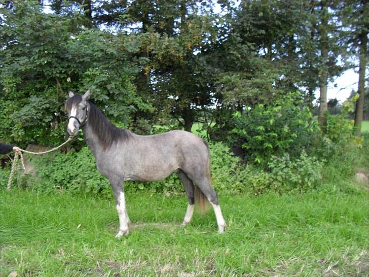 Welsh Partbred (Sec F) Gravens Fairytale billede 11