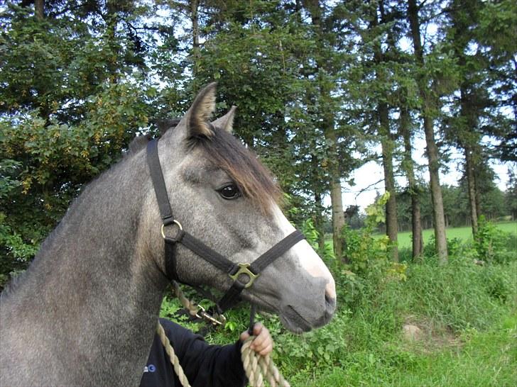Welsh Partbred (Sec F) Gravens Fairytale billede 10
