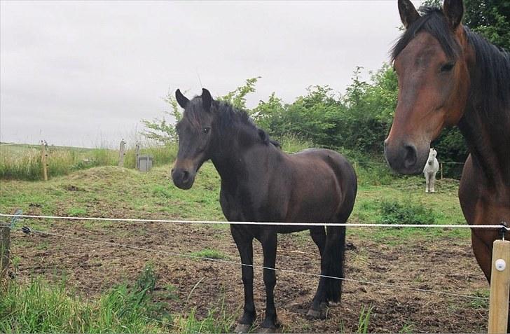 Anden særlig race Cirkeline billede 6