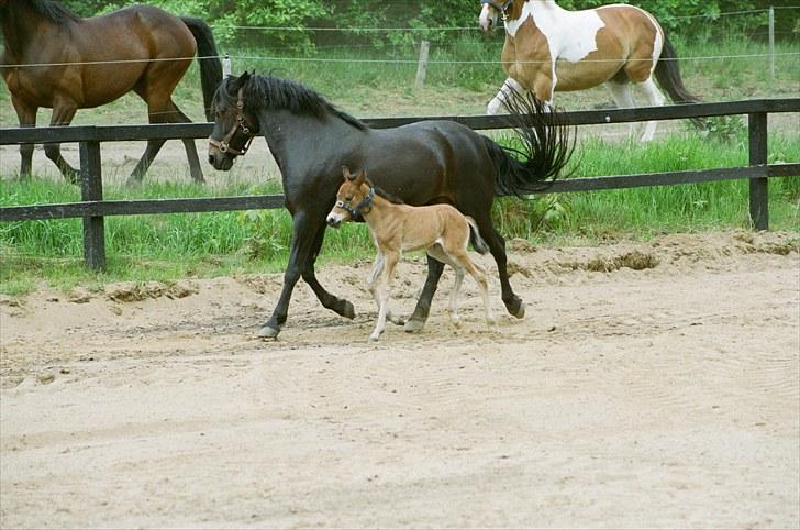 Anden særlig race Cirkeline - Cirkline og føl Cheval. Sommer 2008 billede 11