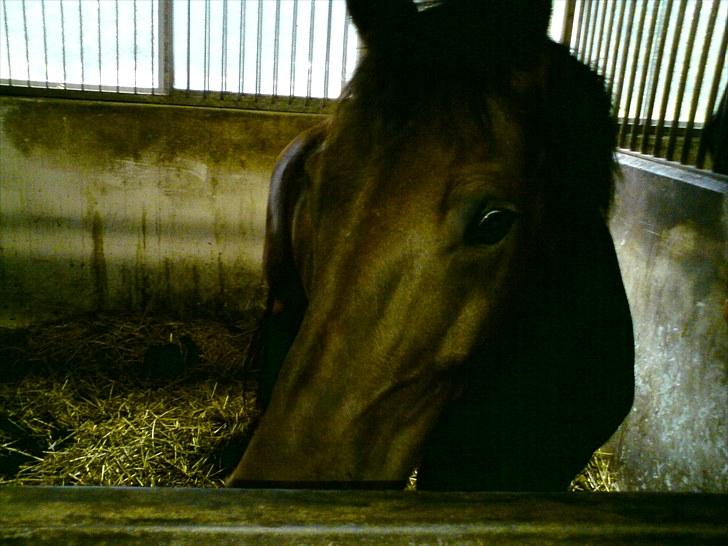 Anden særlig race Thomas (væk) billede 11