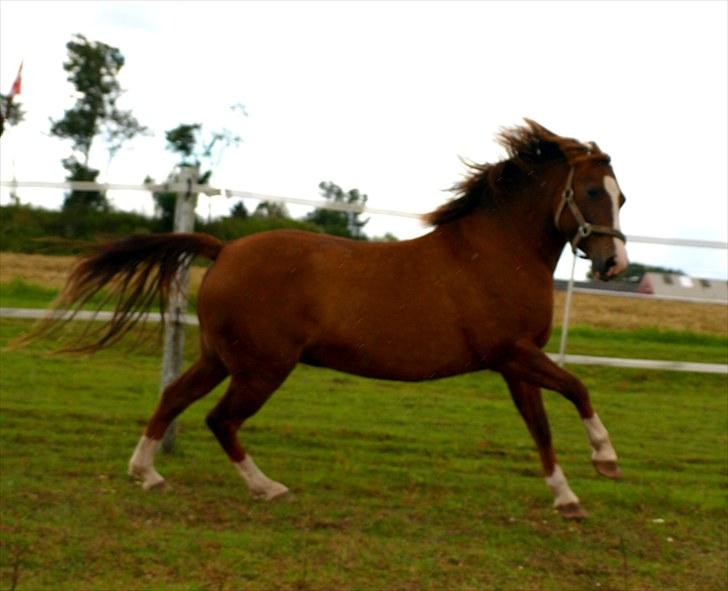 DSP Holstegårds Dixie Bell  - Vilde Dixie :D billede 2