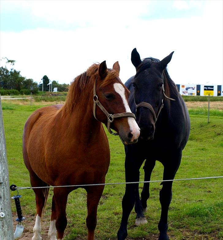 DSP Holstegårds Dixie Bell  - Dixie og Laconia der er søde :) billede 4