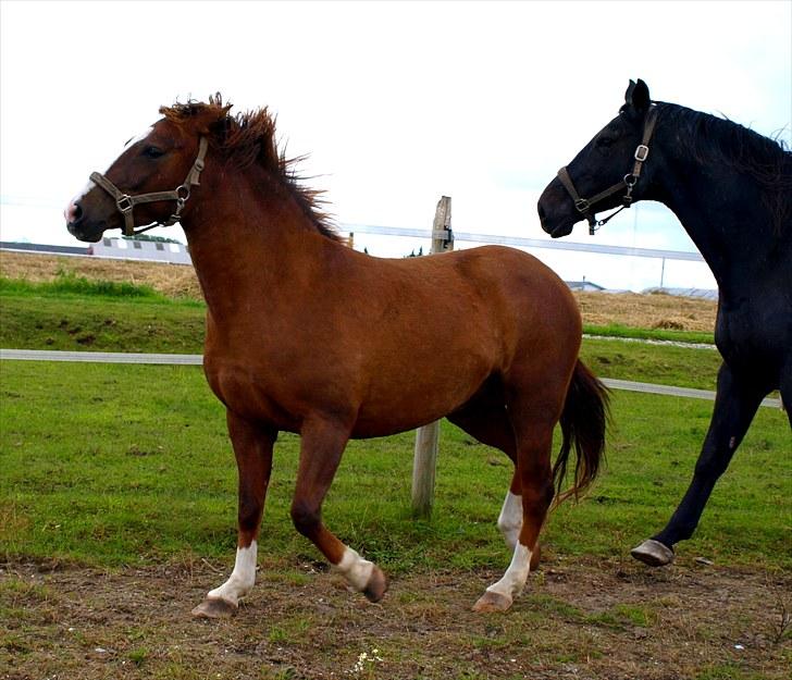 DSP Holstegårds Dixie Bell  - Vildbassen  billede 6