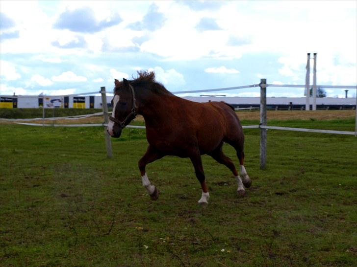 DSP Holstegårds Dixie Bell  - Fin fin :) billede 9