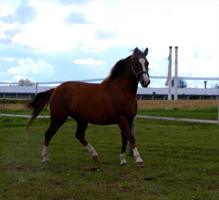 DSP Holstegårds Dixie Bell  - Nuuuttet :D  billede 13