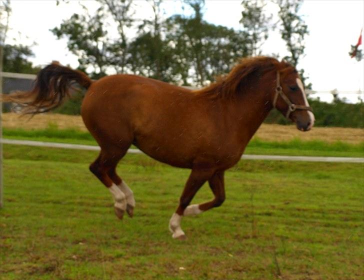 DSP Holstegårds Dixie Bell  - Hop :D billede 14