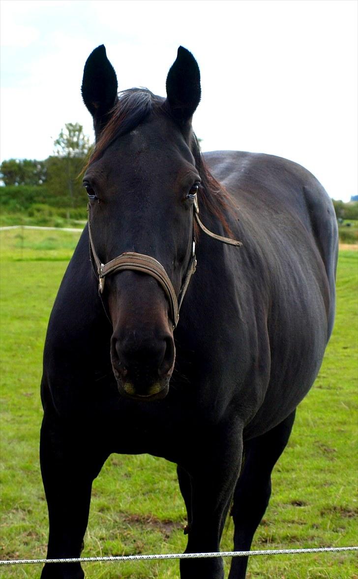 Dansk Varmblod Laconia - Beklager de få billeder. Flere vil komme :)  billede 2