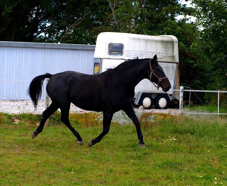 Dansk Varmblod Laconia - Trave :)  billede 4