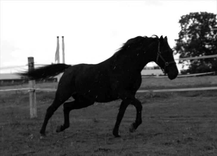 Dansk Varmblod Laconia - Smukke :) billede 5