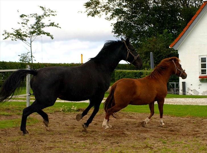 Dansk Varmblod Laconia - Vildbasser  billede 6