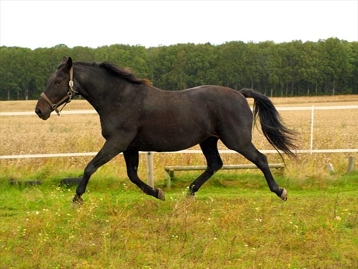 Dansk Varmblod Laconia - Trave trave :)  billede 8