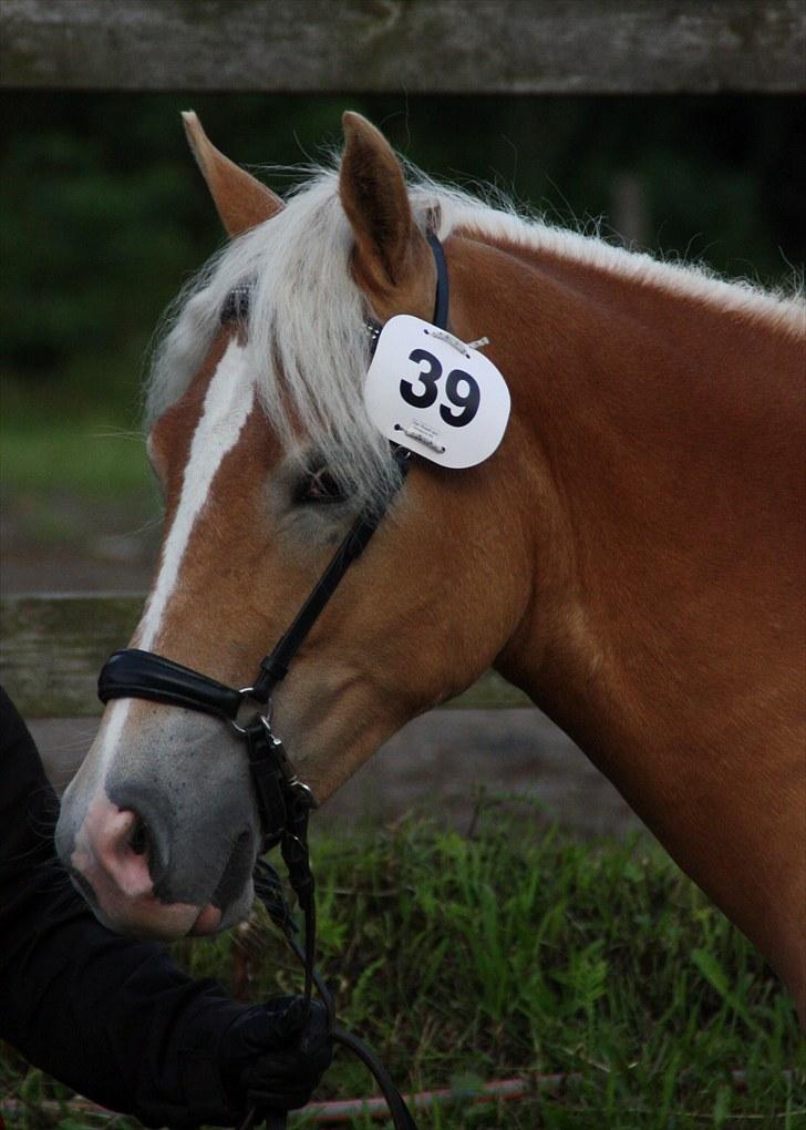 Haflinger Gandrupgårds Nazim HAH 34 - taget af Barløse, kåring 2010 billede 8