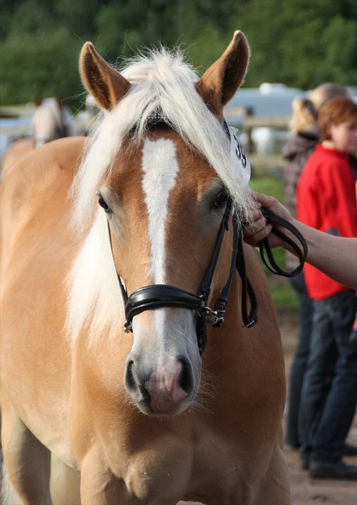 Haflinger Gandrupgårds Nazim HAH 34 - taget af Barløse. kåring 2010 billede 9