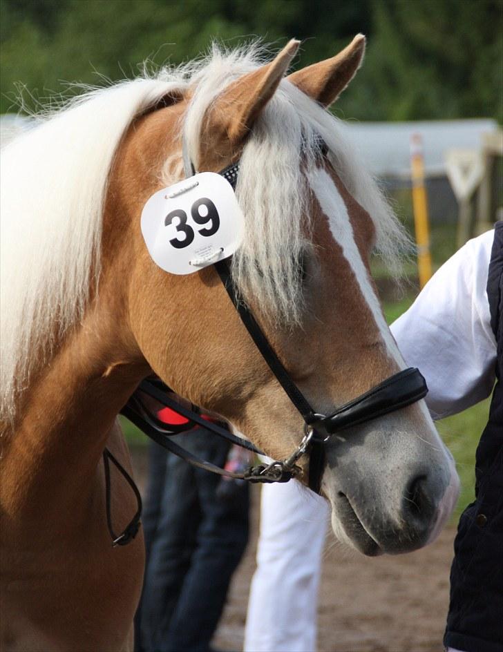 Haflinger Gandrupgårds Nazim HAH 34 - taget af Barløse, kåring 2010 billede 10