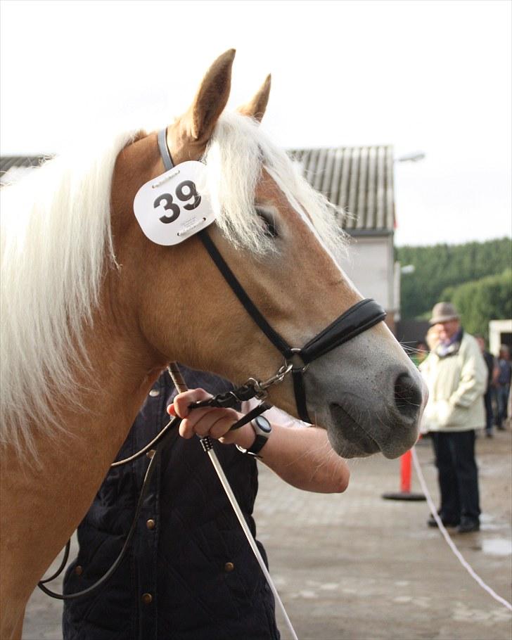 Haflinger Gandrupgårds Nazim HAH 34 - taget af Barløse, kåring 2010 billede 11