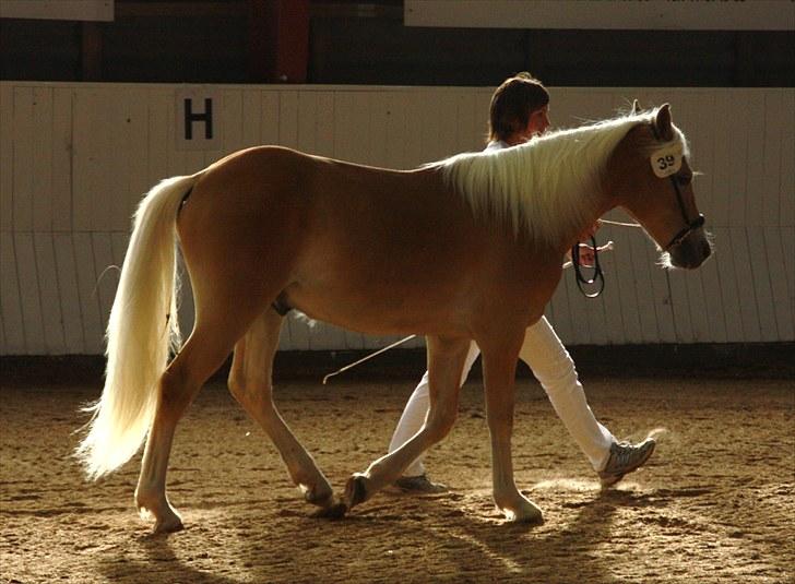 Haflinger Gandrupgårds Nazim HAH 34 - taget af Barløse, kåring 2010 billede 12