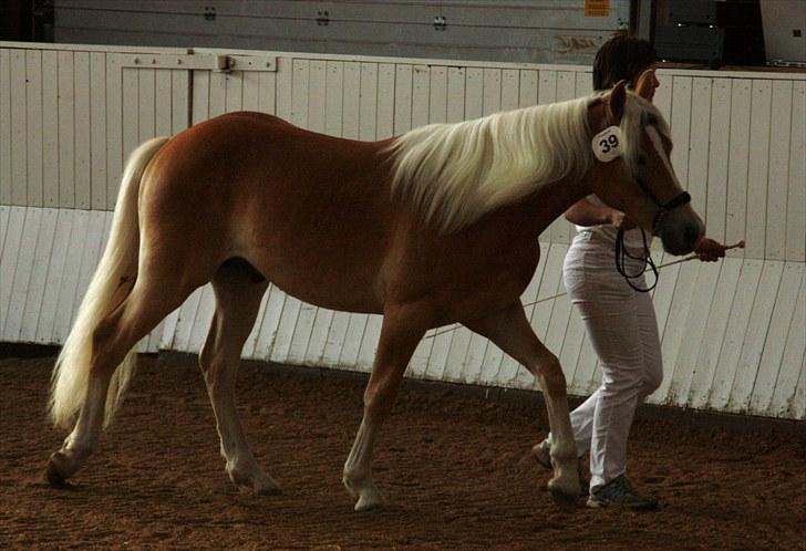Haflinger Gandrupgårds Nazim HAH 34 - taget af Barløse, kåring 2010 billede 13