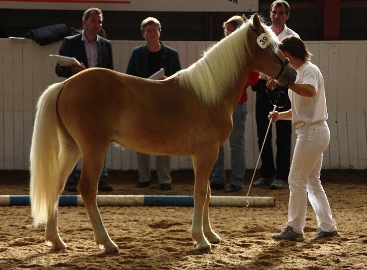 Haflinger Gandrupgårds Nazim HAH 34 - taget af Barløse, kåring 2010 billede 14