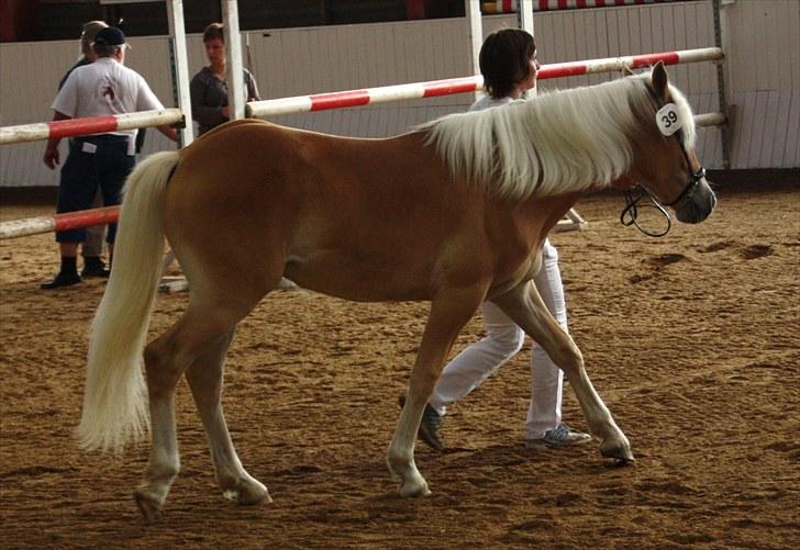 Haflinger Gandrupgårds Nazim HAH 34 - taget af Barløse, kåring 2010 billede 15