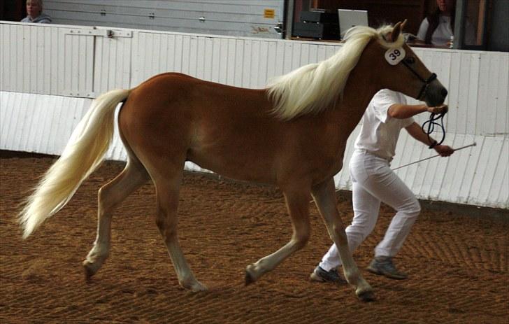 Haflinger Gandrupgårds Nazim HAH 34 - taget af Barløse, kåring 2010 billede 16