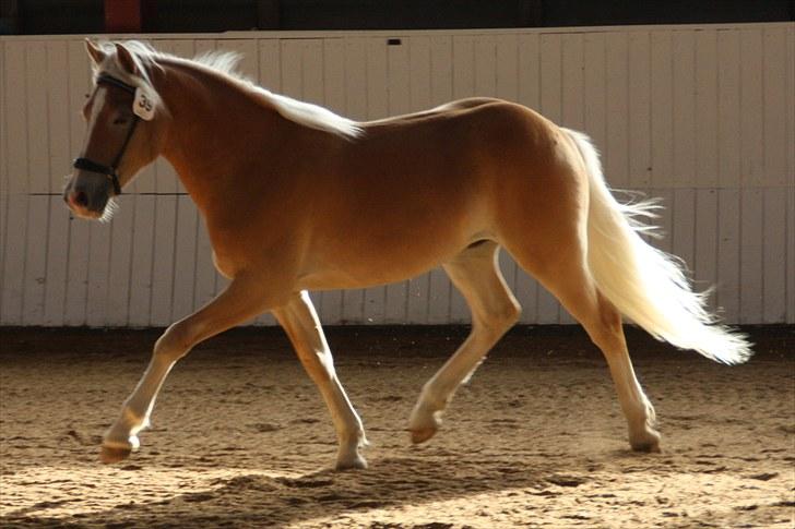 Haflinger Gandrupgårds Nazim HAH 34 - taget af Barløse, kåring 2010 billede 17