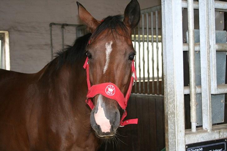 Trakehner Ismene billede 12