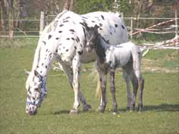 Knabstrupper Sartor´s Lucky Lady (solgt) - Lady som føl. billede 7
