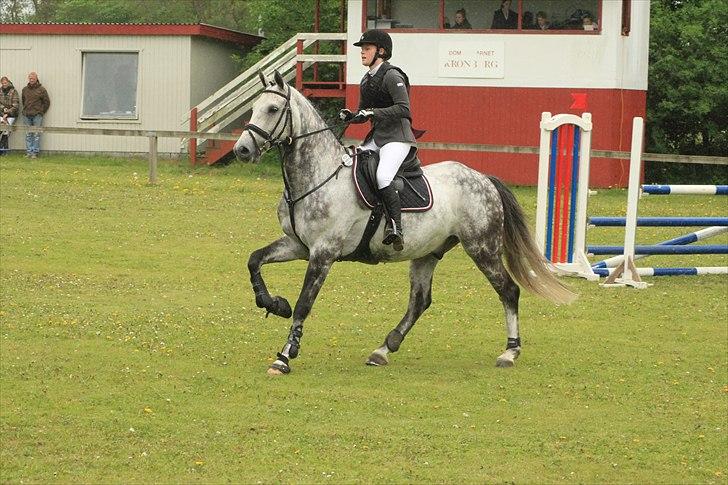 Dansk Varmblod Carneval Fever - Stævne i Aalborg. Foto: Pernille Kirstine billede 18
