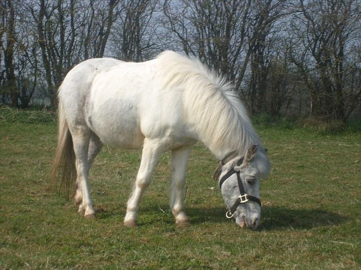 Anden særlig race Bonanza / Fræk af delle xD - Bonanza på marken vi ses snart igen C; billede 20
