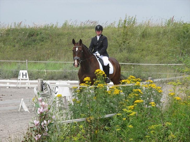 Dansk Varmblod ziwas R.I.P   billede 14