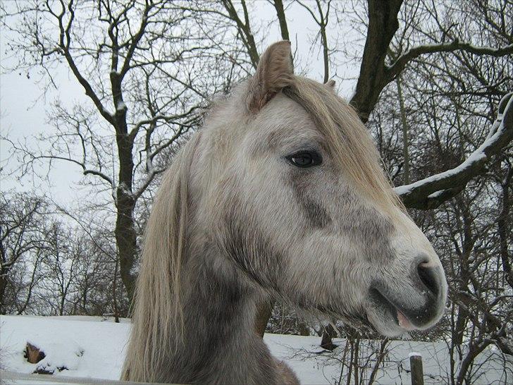 Anden særlig race preben "tidl. passer" - verdens smukkeste pony  billede 12