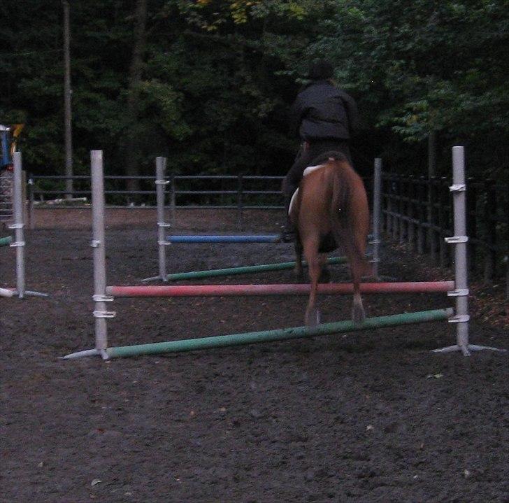 Arabisk fuldblod (OX) Pasqua 3686 *PENSIONERET* - Når enden er god, er alting godt :D billede 20