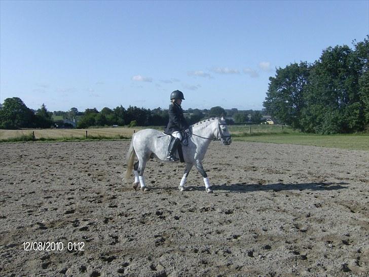 Welsh Mountain (sec A) Pegasus - 10 år billede 14