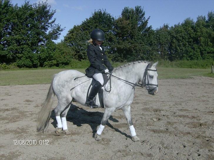 Welsh Mountain (sec A) Pegasus - 10 år billede 15