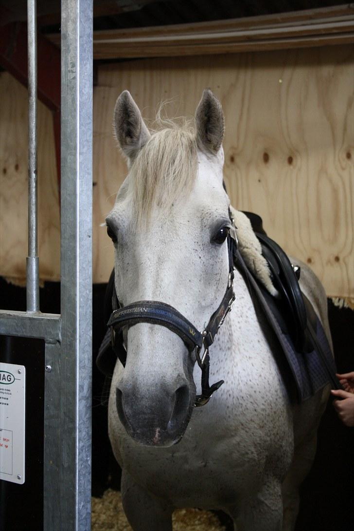 Anden særlig race Bob - Min aller bedste ven. billede 3