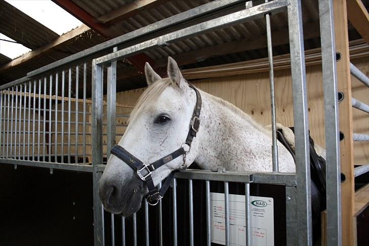 Anden særlig race Bob - Bobber har fået en helt sort mule.. billede 11