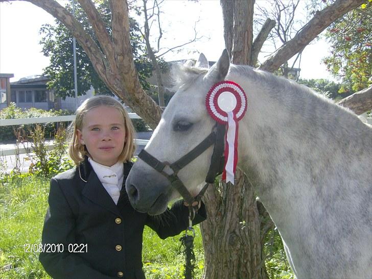 Welsh Mountain (sec A) Pegasus - 10 år billede 16